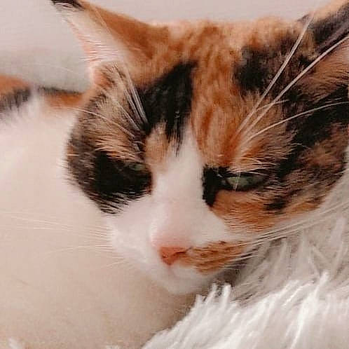 Fideji a rejoint le concours — aidez-le/la à gagner de superbes lots ! aegean_cat, american_wirehair, carnivore, cat, close_up, domestic_short_haired_cat, ear, european_shorthair, eye, felidae, fur, kitten, norwegian_forest_cat, nose, small_to_medium_sized_cats, snout, turkish_van, whiskers