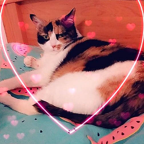 Fideji participe au concours pour gagner de l'argent avec cette photo : carnivore, cat, domestic_short_haired_cat, felidae, kitten, nose, photo_caption, photography, pink, small_to_medium_sized_cats, tail, whiskers