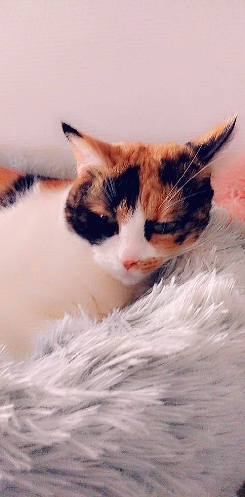 Fideji a rejoint le concours — aidez-le/la à gagner de superbes lots ! aegean_cat, american_wirehair, carnivore, cat, domestic_short_haired_cat, eye, fawn, felidae, fur, kitten, nose, small_to_medium_sized_cats, snout, turkish_van, whiskers