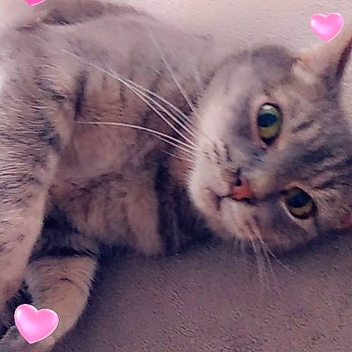 Grisou participe au concours pour gagner de l'argent avec cette photo : american_shorthair, asian, british_shorthair, carnivore, cat, claw, domestic_short_haired_cat, european_shorthair, eye, felidae, fur, kitten, mammal, nose, paw, polydactyl_cat, small_to_medium_sized_cats, snout, tabby_cat, whiskers