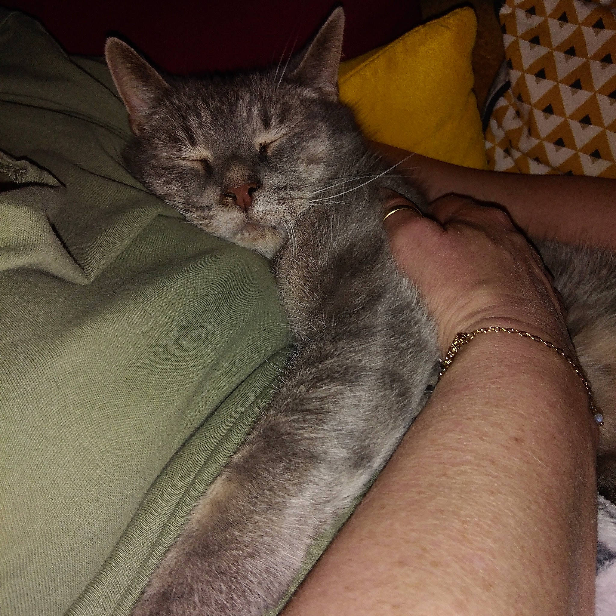 Grisou a rejoint le concours — aidez-le/la à gagner de superbes lots ! asian, australian_mist, carnivore, cat, domestic_short_haired_cat, european_shorthair, felidae, kitten, mammal, pixie_bob, small_to_medium_sized_cats, whiskers