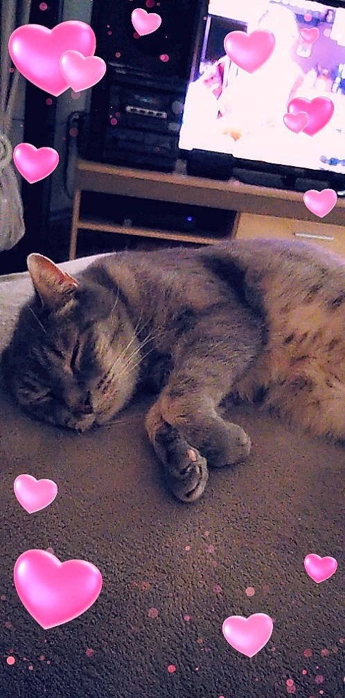 Grisou participe au concours pour gagner de l'argent avec cette photo : american_shorthair, carnivore, cat, domestic_short_haired_cat, ear, european_shorthair, felidae, fur, kitten, mammal, nap, paw, pink, skin, small_to_medium_sized_cats, snout, tabby_cat, tail, whiskers