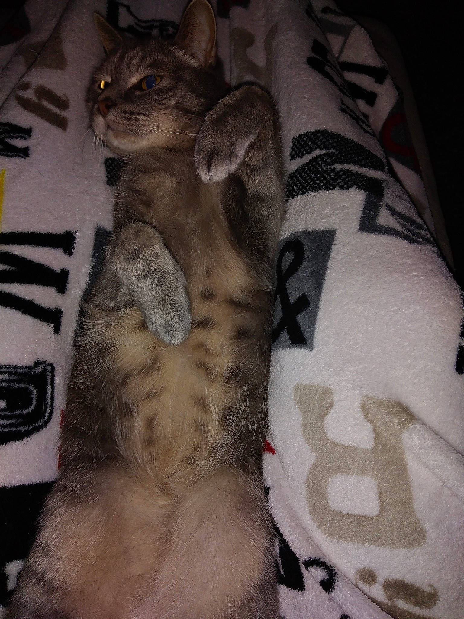 Grisou participe au concours pour gagner de l'argent avec cette photo : american_shorthair, asian, australian_mist, california_spangled, carnivore, cat, chausie, domestic_short_haired_cat, dragon_li, egyptian_mau, european_shorthair, felidae, fur, kitten, mammal, ocicat, small_to_medium_sized_cats, sokoke, tabby_cat, whiskers