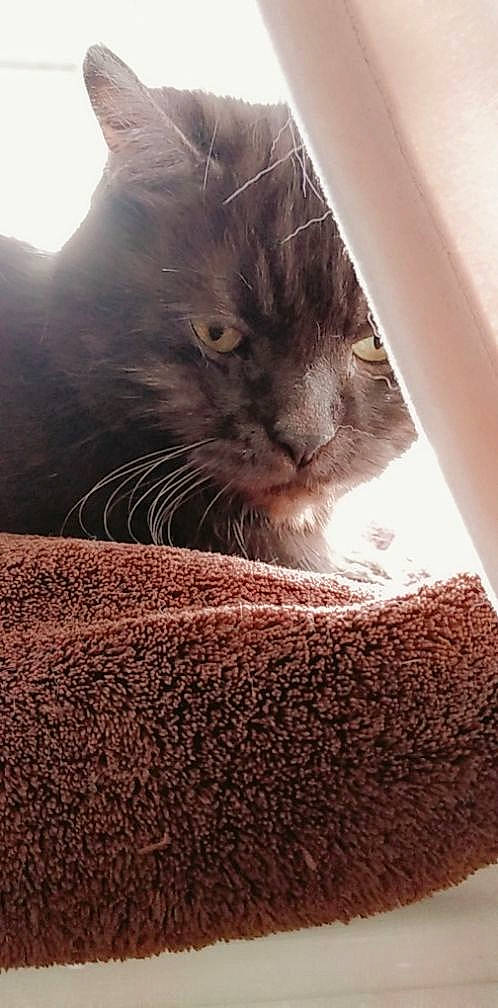 Gribouille participe au concours pour gagner de l'argent avec cette photo : carnivore, cat, domestic_short_haired_cat, felidae, fur, kitten, nebelung, russian_blue, small_to_medium_sized_cats, snout, whiskers