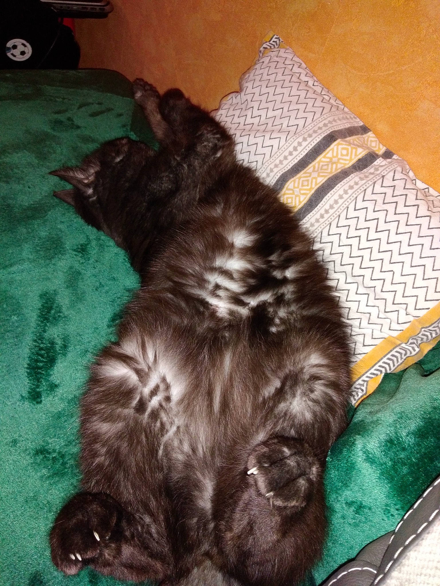 Gribouille participe au concours pour gagner de l'argent avec cette photo : canidae, carnivore, cat, dog_breed, felidae, fur, liver, small_to_medium_sized_cats, sporting_group, whiskers