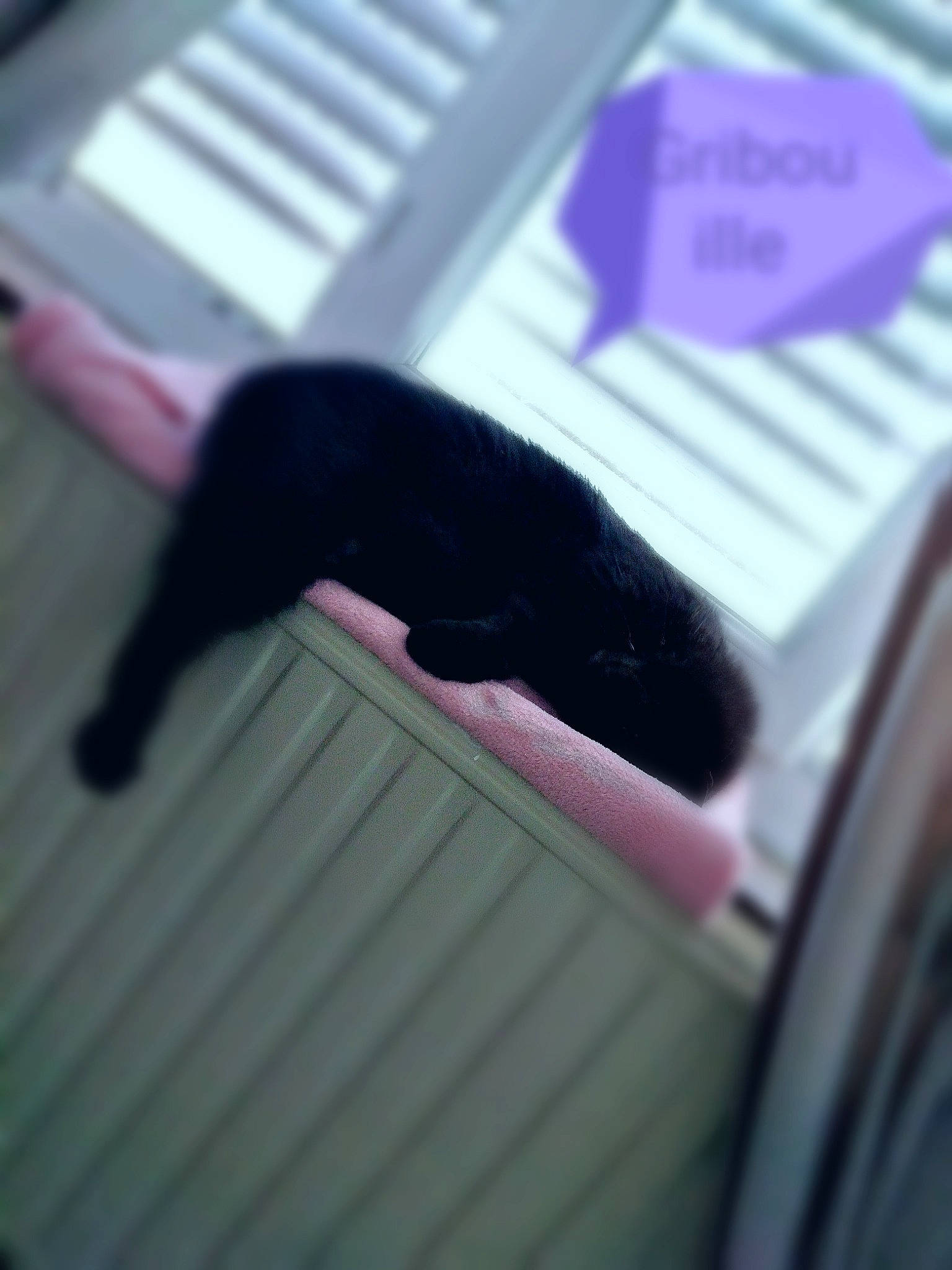 Gribouille a rejoint le concours — aidez-le/la à gagner de superbes lots ! black_hair, cat, finger, hand, line, material_property, pink, purple, tail