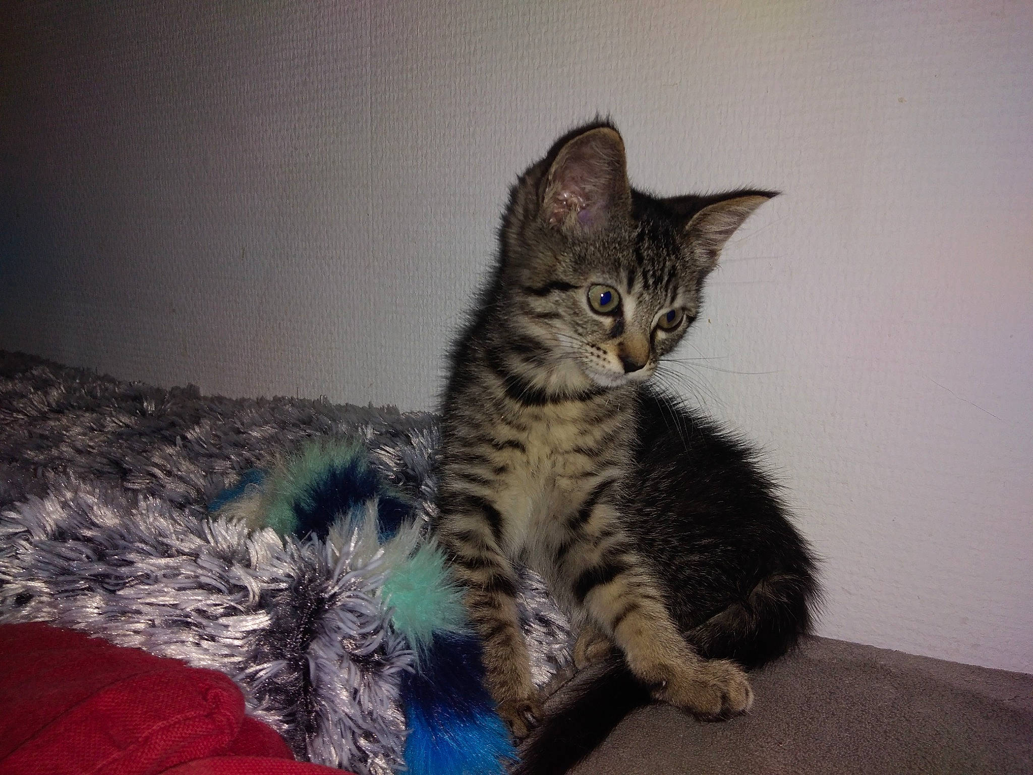 Plume participe au concours pour gagner de l'argent avec cette photo : carnivore, cat, claw, comfort, domestic_short_haired_cat, felidae, fur, paw, sitting, small_to_medium_sized_cats, snout, tail, terrestrial_animal, whiskers, wildlife