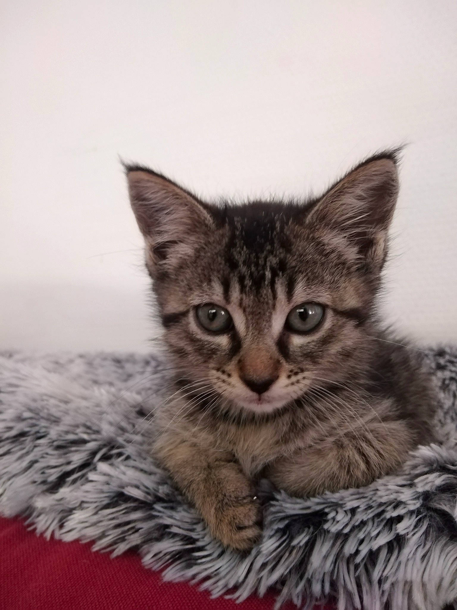 Plume a rejoint le concours — aidez-le/la à gagner de superbes lots ! art, carnivore, cat, domestic_short_haired_cat, felidae, fur, illustration, monochrome, monochrome_photography, painting, paw, small_to_medium_sized_cats, snout, terrestrial_animal, tree, whiskers, wildlife