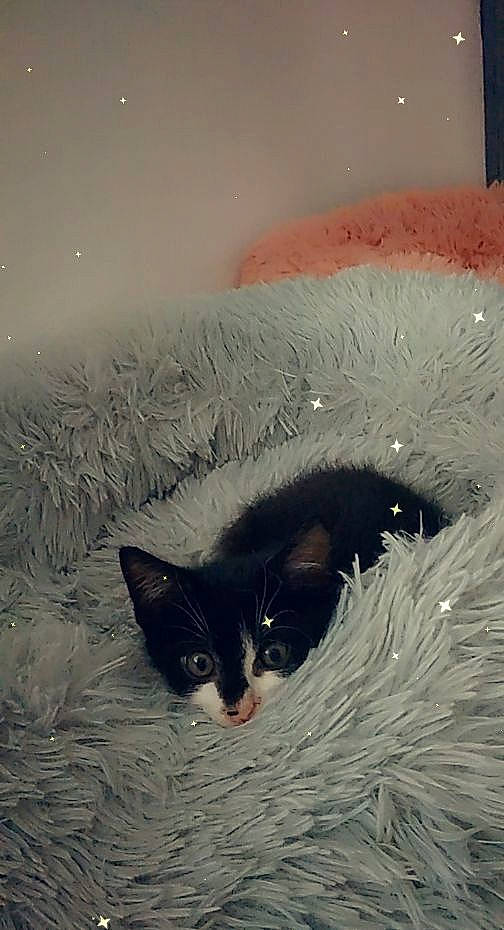 Oka participe au concours pour gagner de l'argent avec cette photo : bathtub, black, black_cat, carnivore, cat, domestic_short_haired_cat, eye, felidae, fur, kitten, room, small_to_medium_sized_cats, snout, tail, whiskers