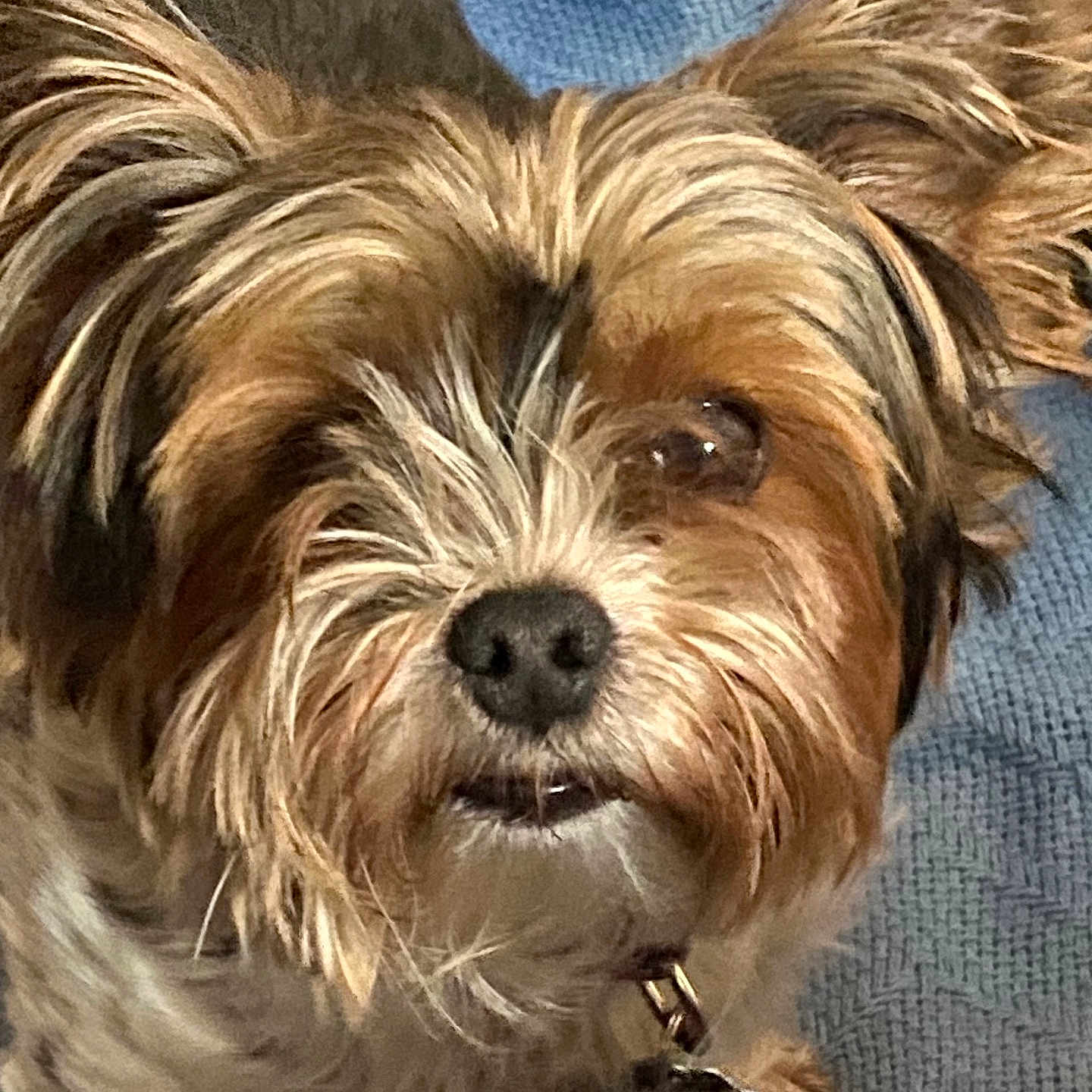 Molly