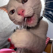 Binky joined the competition — help win amazing prizes! cat, pet, animal, close_up, paw, straw, pink, nose, whiskers, curious, indoor, drinking, playful, feline, cute, young, face, mouth, collar, holding