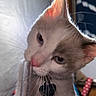 Binky joined the competition — help win amazing prizes! cat, pet, close_up, indoor, curious, whiskers, ears, heart_shaped_tag, straw, playful, feline, soft_light, pink_nose, paw, domestic_animal, young_cat, fur, animal, cute, background_blur