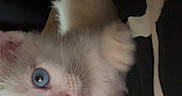 Binky joined the competition — help win amazing prizes! kitten, cat, blue_eyes, white_fur, paw, blanket, pattern, black_and_white, person, face, indoor, close_up, cute, pet, animal, fur, whiskers, resting, curious, young