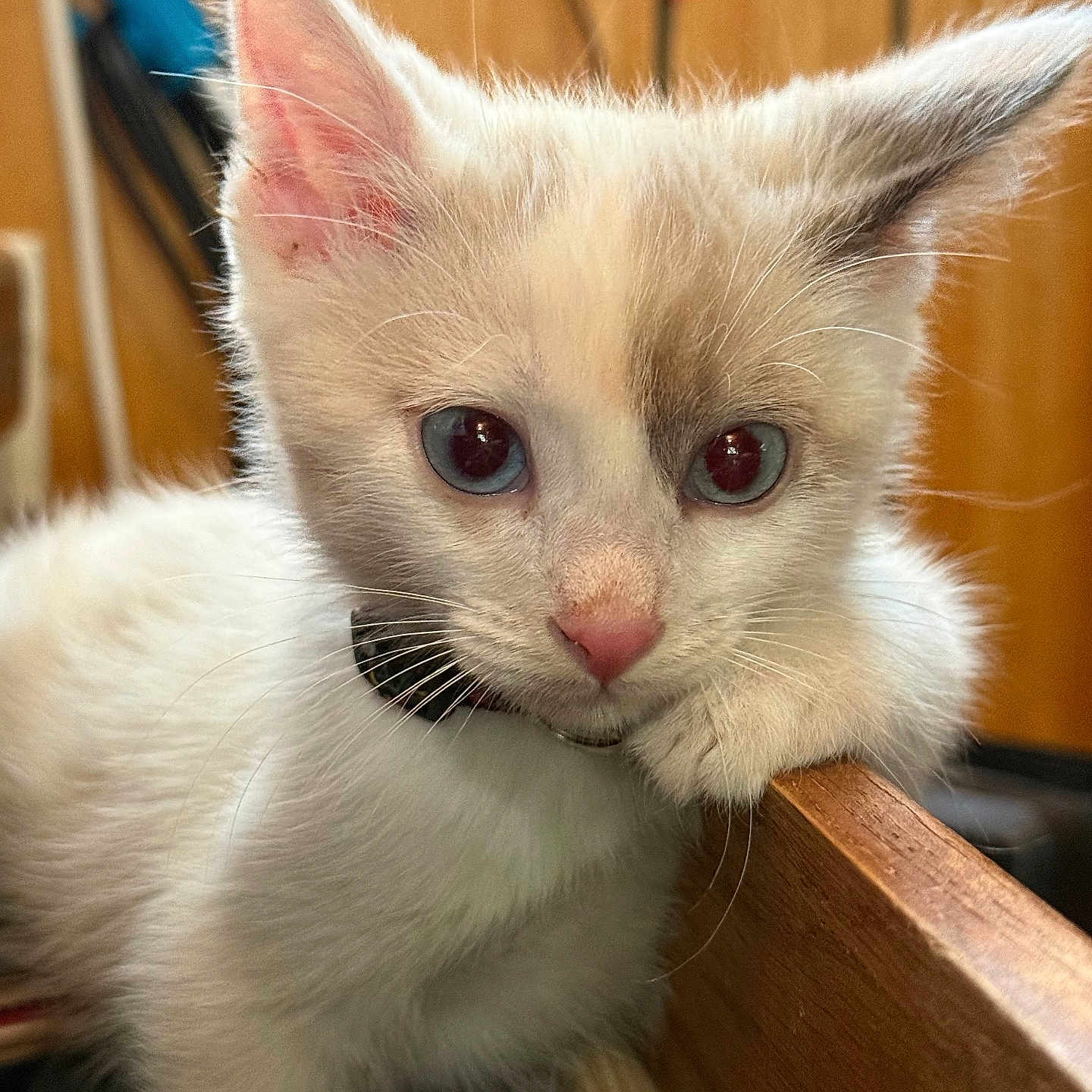 Binky is registered to the contest to win money with this photo: kitten, cat, white_fur, blue_eyes, indoor, wooden_surface, curious, pet, young_animal, close_up, whiskers, ears, face, animal, feline, collar, cute, domestic, portrait, resting