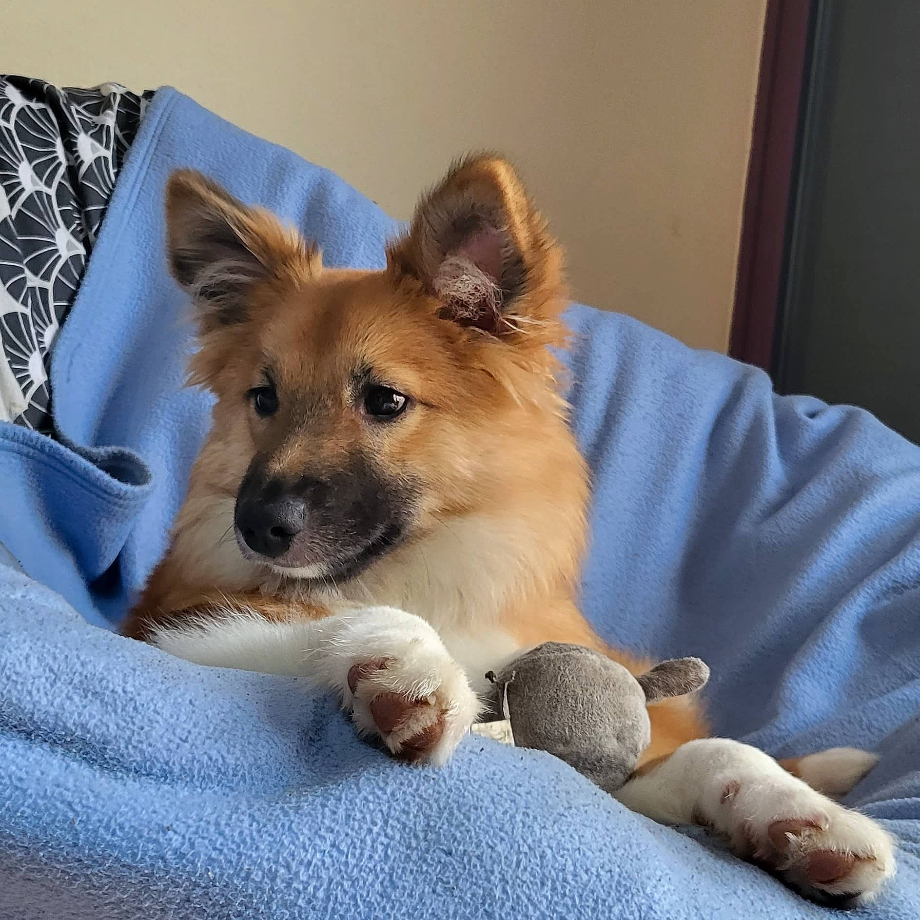 Lucky participe au concours pour gagner de l'argent avec cette photo : canidae, carnivore, comfort, companion_dog, corgi_chihuahua, dog, dog_breed, dog_supply, fawn, fur, linens, paw, puppy, snout, spitz, sporting_group, tail, toy_dog, whiskers, working_animal