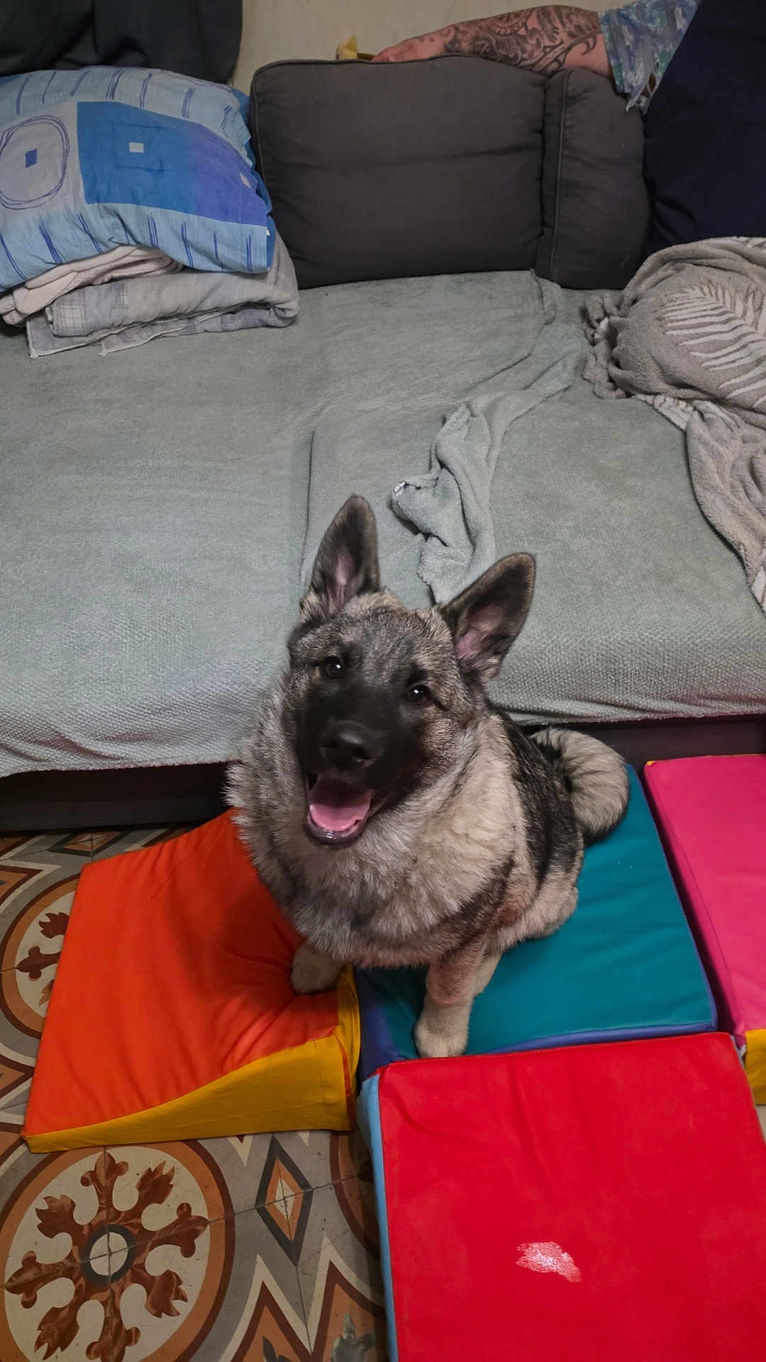 Aslo a rejoint le concours — aidez-le/la à gagner de superbes lots ! dog, couch, pillow, blanket, floor, colorful_cushions, happy, indoor, pet, fur, ears, smiling, sitting, tile_floor, home, animal, cozy, looking_up, playful, domestic