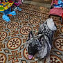dog, indoor, patterned_floor, toy, childrens_toy, doll_stroller, happy_dog, fluffy_tail, playful, home, floor_tile, smiling_dog, ears_up, looking_up, pet, domestic_animal, living_space, colorful, toy_shelf, playroom