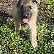 Aslo a rejoint le concours — aidez-le/la à gagner de superbes lots ! puppy, dog, grass, outdoor, animal, pet, tongue_out, young, cute, nature, sunlight, walk, playful, fur, ears, greenery, ground, mammal, adorable, happy