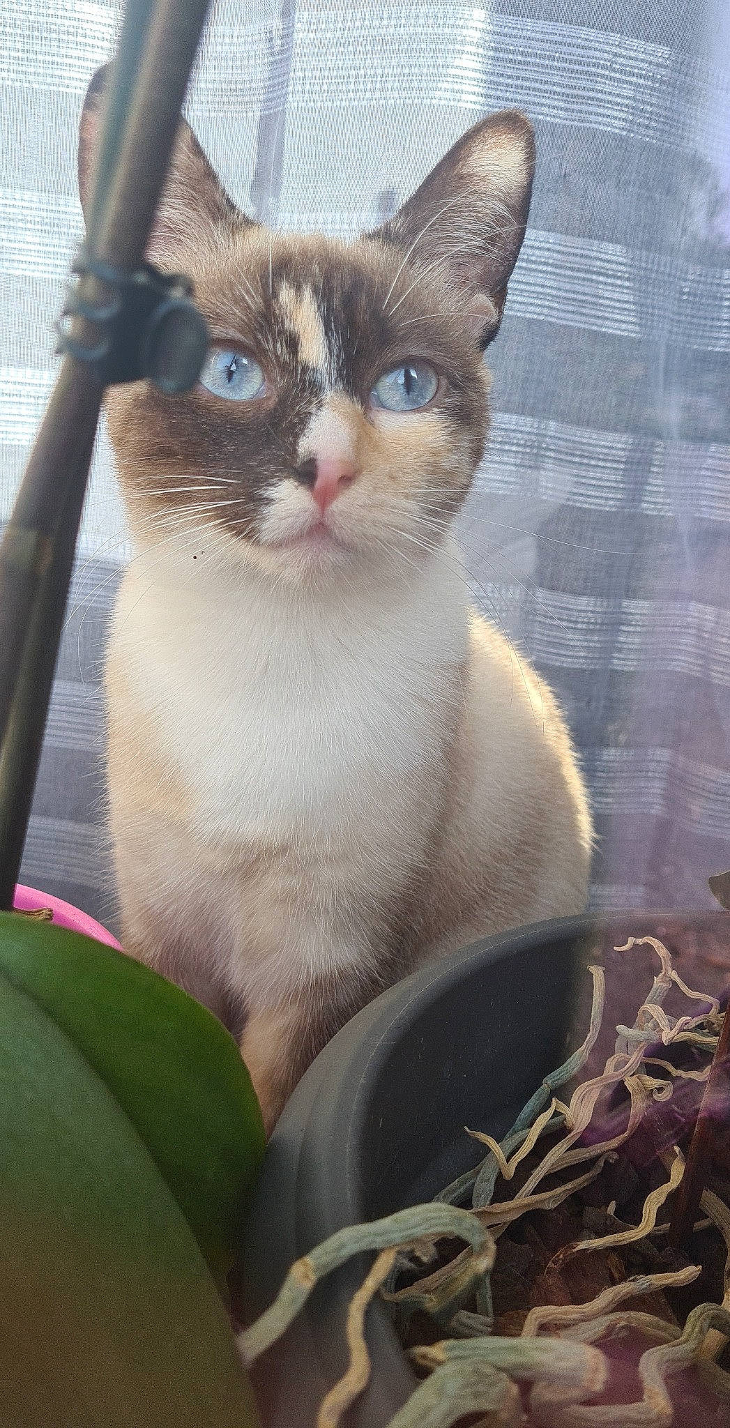 Rose participe au concours pour gagner de l'argent avec cette photo : animal_shelter, carnivore, cat, domestic_short_haired_cat, eye, fawn, felidae, fur, grass, paw, pet_supply, photo_caption, plant, small_to_medium_sized_cats, snout, tail, thai, tree, whiskers, window