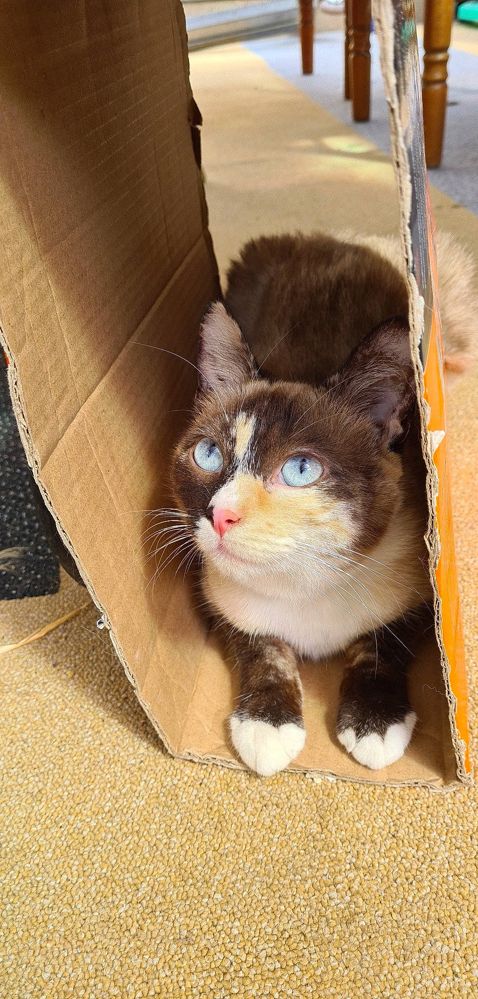 Rose participe au concours pour gagner de l'argent avec cette photo : bag, box, cardboard, carnivore, cat, comfort, couch, domestic_short_haired_cat, fawn, felidae, fur, human_leg, mammal, shipping_box, small_to_medium_sized_cats, tail, tints_and_shades, whiskers, window, wood