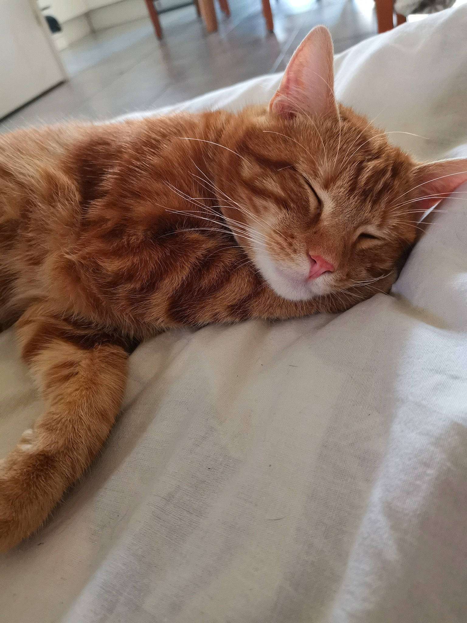 Percy participe au concours pour gagner de l'argent avec cette photo : aegean_cat, asian, carnivore, cat, claw, domestic_short_haired_cat, dragon_li, ear, european_shorthair, eye, fawn, felidae, fur, kitten, mammal, paw, small_to_medium_sized_cats, tabby_cat, tail, whiskers