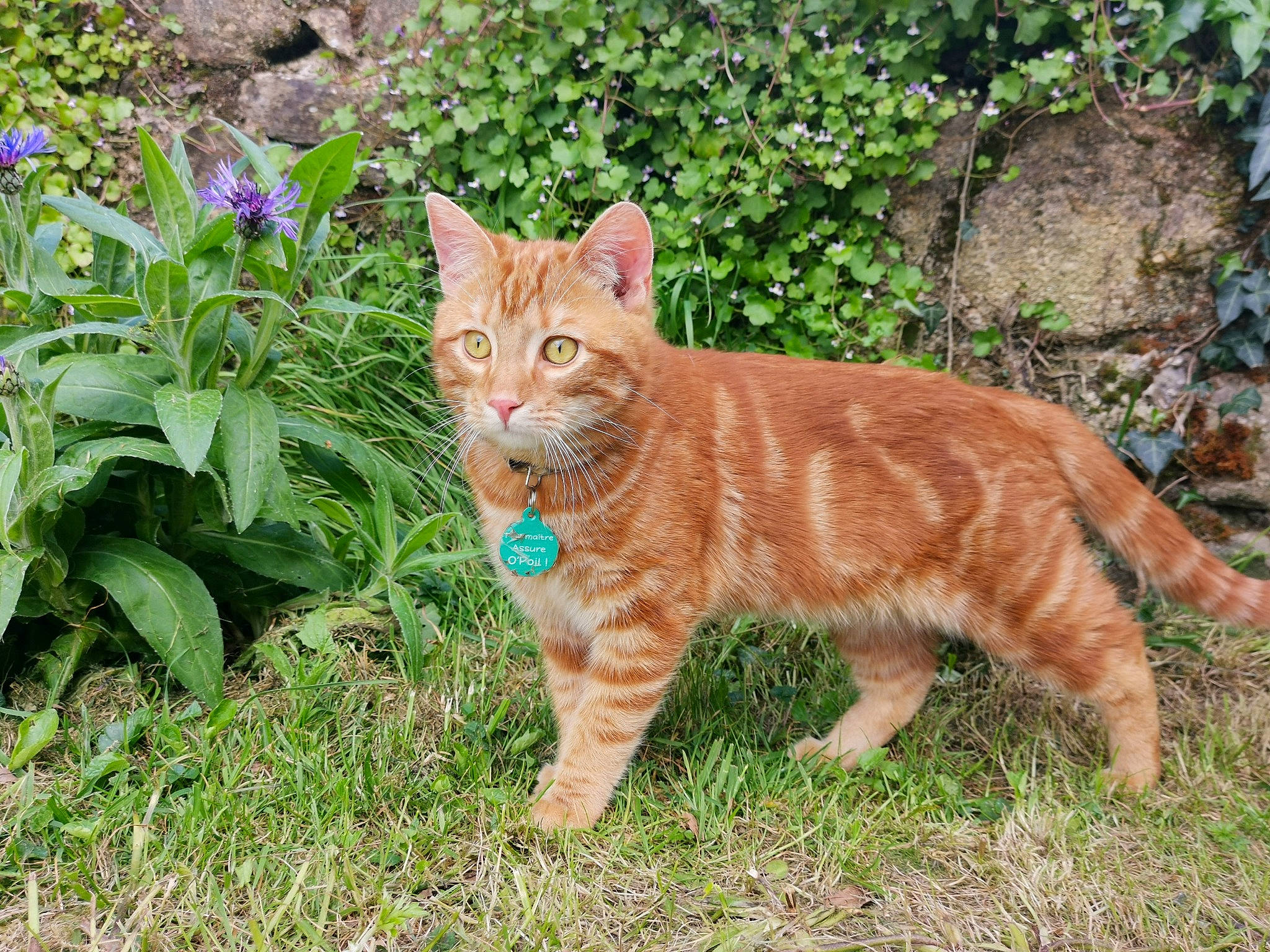 Percy participe au concours pour gagner de l'argent avec cette photo : arabian_mau, carnivore, cat, domestic_short_haired_cat, european_shorthair, fawn, felidae, grass, kitten, mammal, organism, plant, small_to_medium_sized_cats, tabby_cat, tail, terrestrial_animal, vertebrate, whiskers, wild_cat, wildlife