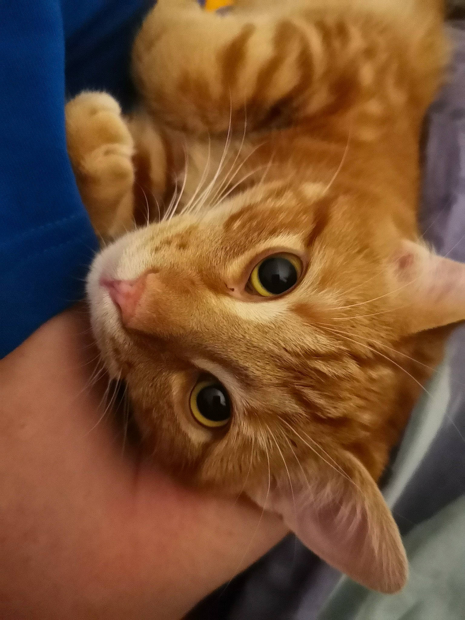 Percy a rejoint le concours — aidez-le/la à gagner de superbes lots ! american_curl, american_shorthair, asian, carnivore, cat, domestic_long_haired_cat, domestic_short_haired_cat, european_shorthair, fawn, felidae, fur, german_rex, gesture, kitten, munchkin, small_to_medium_sized_cats, tabby_cat, whiskers