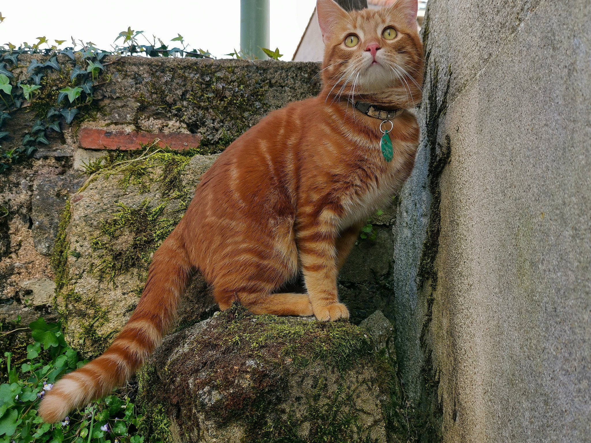 Percy a rejoint le concours — aidez-le/la à gagner de superbes lots ! aegean_cat, american_shorthair, asian, carnivore, cat, domestic_short_haired_cat, european_shorthair, eye, fawn, felidae, fur, grass, mammal, organism, small_to_medium_sized_cats, tabby_cat, tail, tree, whiskers