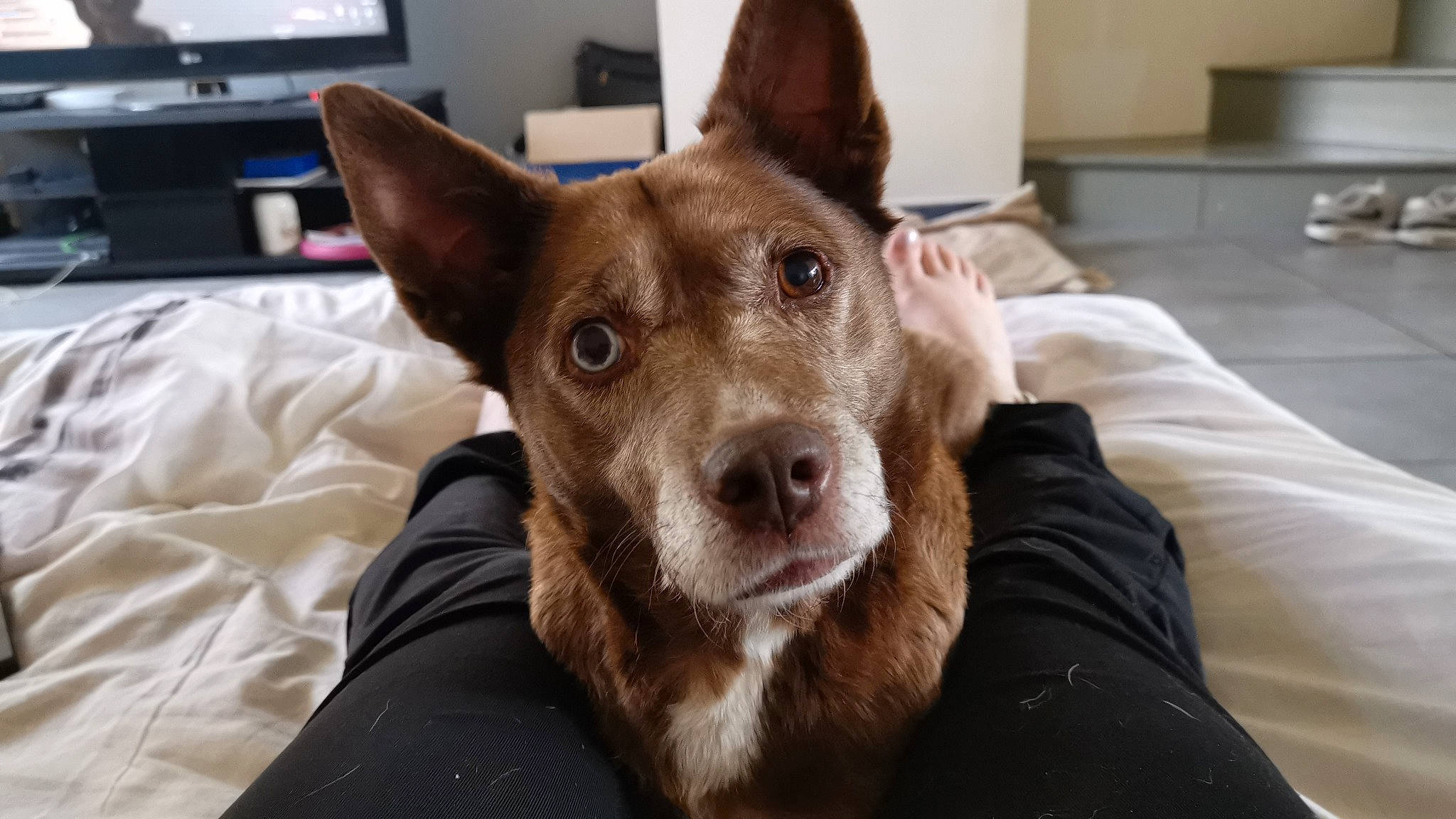 Lilou a rejoint le concours — aidez-le/la à gagner de superbes lots ! australian_kelpie, canidae, carnivore, companion_dog, dog, dog_breed, ear, formosan_mountain_dog, ibizan_hound, koolie, liver, mammal, rare_breed_dog, snout, sporting_group, vertebrate, whiskers