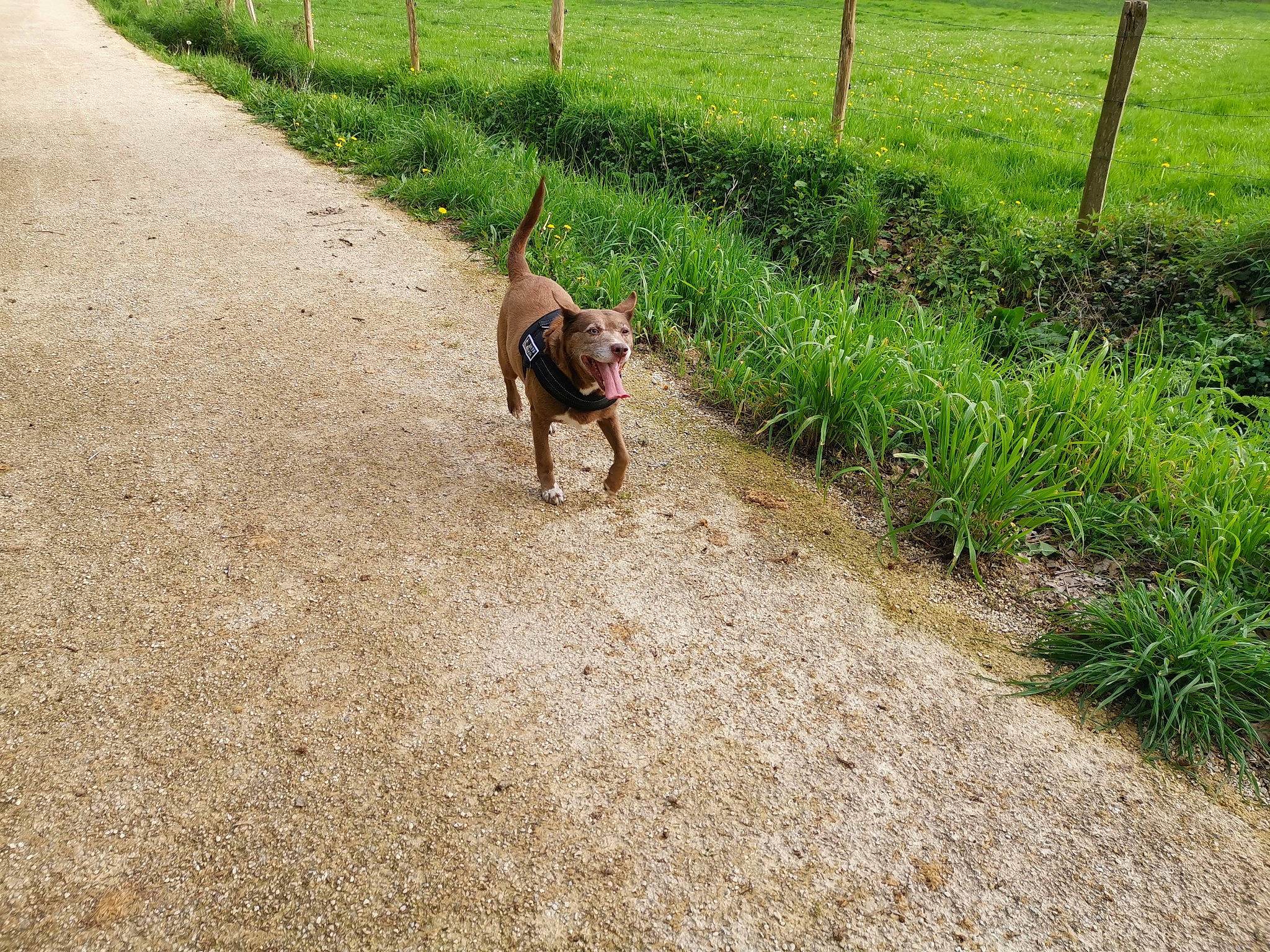 Lilou participe au concours pour gagner de l'argent avec cette photo : boxer, canidae, carnivore, dog, dog_breed, dog_walking, fawn, grass, hunting_dog, leash, sporting_group, tail, working_dog