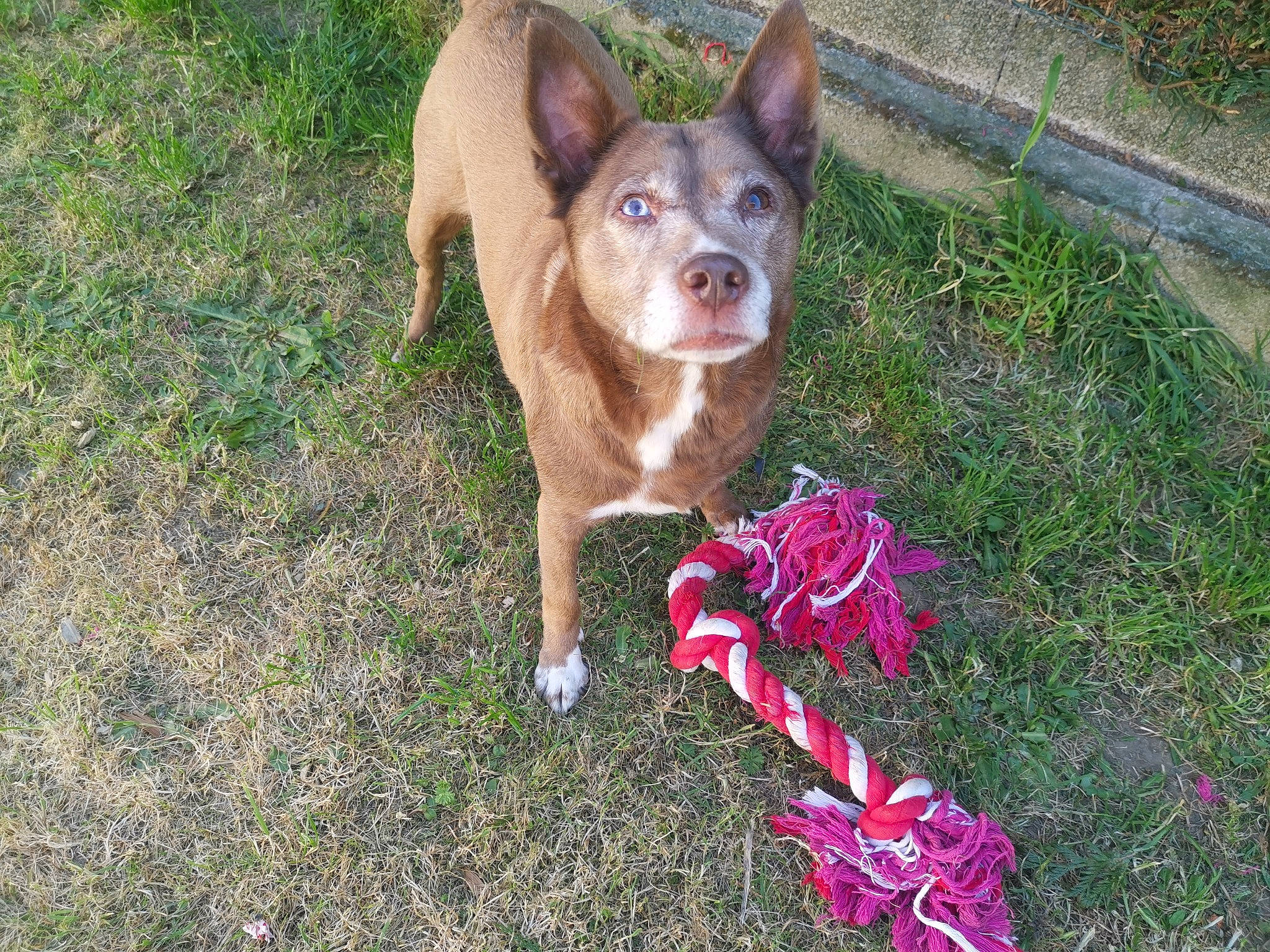 Lilou a rejoint le concours — aidez-le/la à gagner de superbes lots ! australian_kelpie, canidae, carnivore, chihuahua, corgi_chihuahua, dog, dog_breed, fawn, flower, grass, mammal, plant, sporting_group, vertebrate