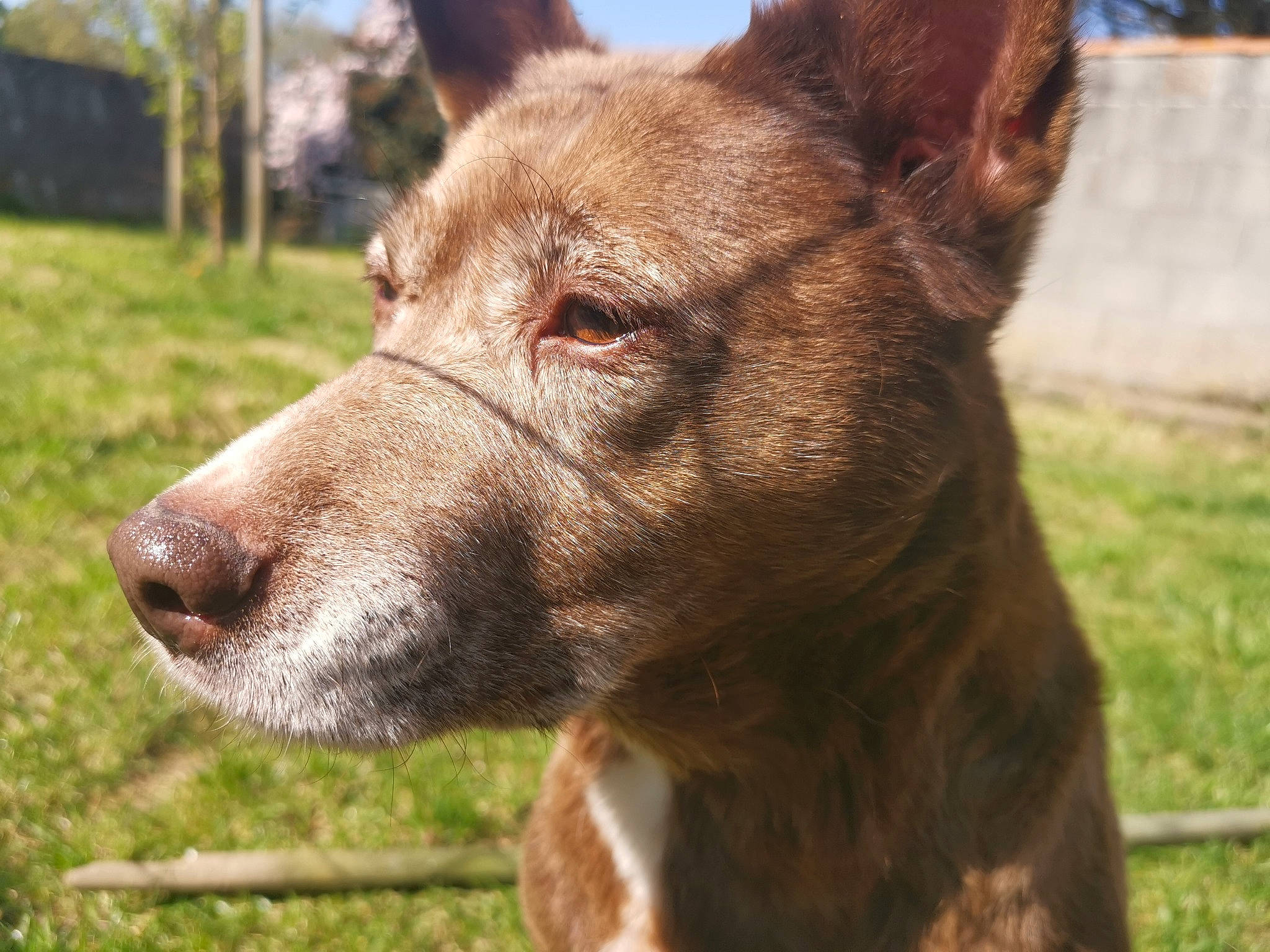 Lilou participe au concours pour gagner de l'argent avec cette photo : ancient_dog_breeds, australian_kelpie, canidae, carnivore, dog, dog_breed, ear, fawn, hunting_dog, ibizan_hound, liver, mammal, podenco_canario, rare_breed_dog, snout, street_dog, vertebrate, whiskers