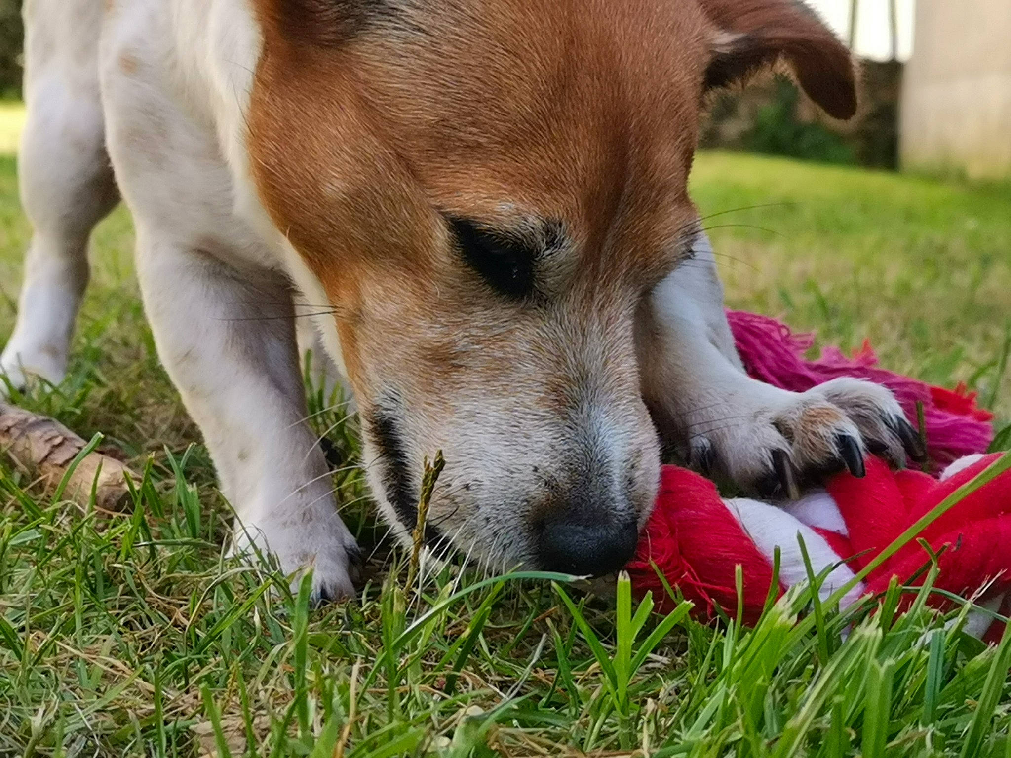 Gaby a rejoint le concours — aidez-le/la à gagner de superbes lots ! canidae, carnivore, companion_dog, danish_swedish_farmdog, dog, dog_breed, fawn, grass, jack_russell_terrier, mammal, nose, plant, potcake_dog, puppy, rat_terrier, russell_terrier, snout, terrier, whiskers