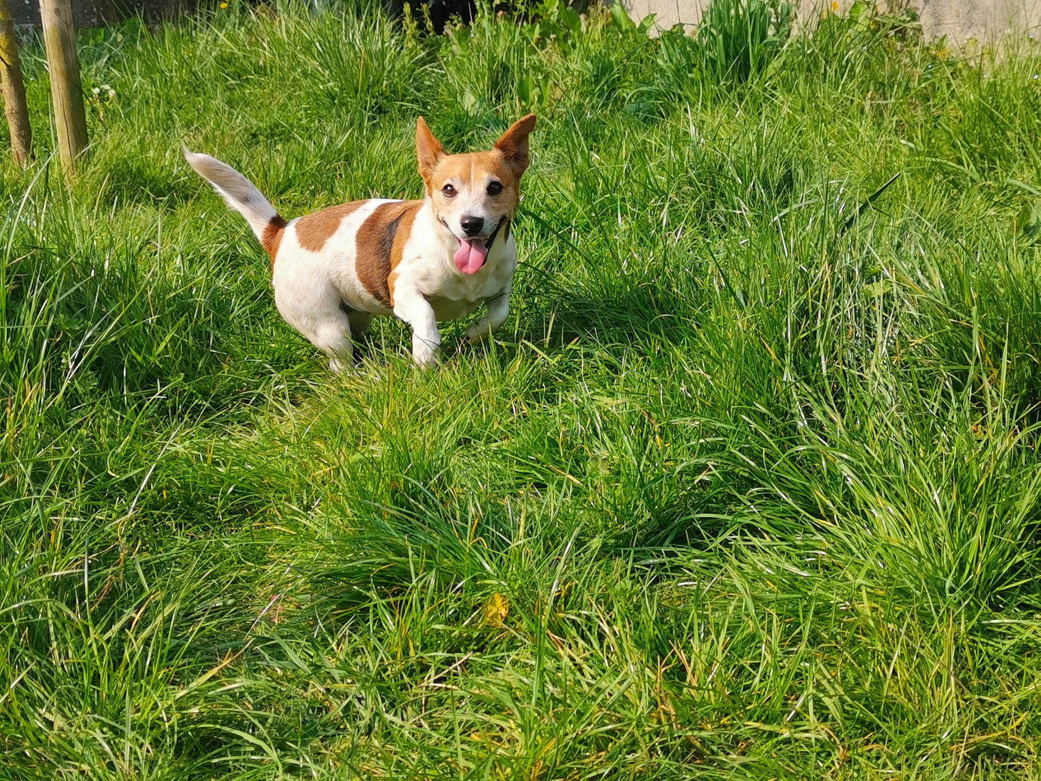 Gaby participe au concours pour gagner de l'argent avec cette photo : canidae, carnivore, companion_dog, dog, dog_breed, fawn, grass, jack_russell_terrier, mammal, plant, rat_terrier, russell_terrier, teddy_roosevelt_terrier, tenterfield_terrier, terrier, vertebrate