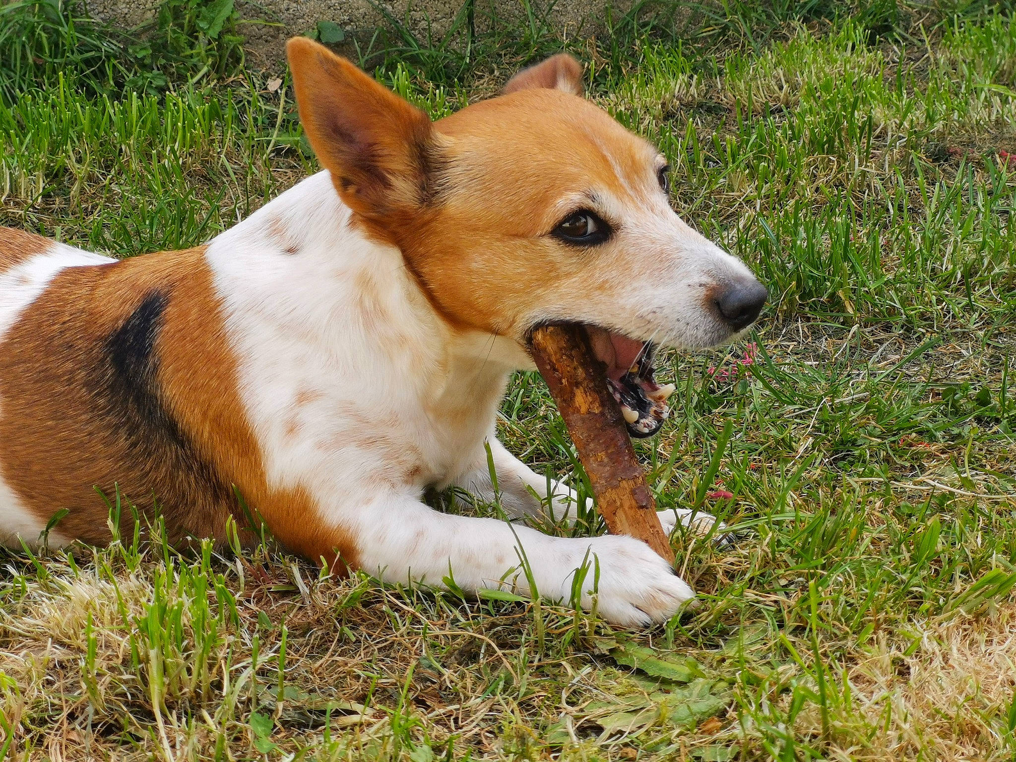 Gaby a rejoint le concours — aidez-le/la à gagner de superbes lots ! ancient_dog_breeds, basenji, canidae, carnivore, companion_dog, corgi_chihuahua, dog, dog_breed, fawn, feist, mammal, miniature_fox_terrier, rare_breed_dog, russell_terrier, teddy_roosevelt_terrier, vertebrate