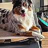 dog, australian_shepherd, puppy, pet, canine, fluffy, merle_coat, blue_eyes, brown_eyes, happy, smiling, sitting, lying_down, outdoor, patio, sunlight, deck, chair, window, portrait