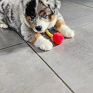 Appy participe au concours pour gagner de l'argent avec cette photo : puppy, dog, australian_shepherd, blue_eyes, toy, indoor, floor, tile, cute, pet, animal, lying_down, furry, young, playful, chair_legs, home, domestic, fur, closeup