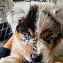 Appy participe au concours pour gagner de l'argent avec cette photo : puppy, dog, blue_eyes, close_up, indoor, floor, plush_toy, giraffe_toy, fur, pet, cute, animal, young_dog, holding, hand, curious, face, cuddle, domestic, tile_floor