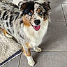 Appy participe au concours pour gagner de l'argent avec cette photo : dog, australian_shepherd, puppy, pet, animal, blue_eyes, fluffy, merle_coat, tricolor, tongue_out, smiling, portrait, indoors, tile_floor, rug, bedroom, furniture, drawer, cushion, happy