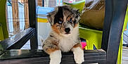 Appy a rejoint le concours — aidez-le/la à gagner de superbes lots ! puppy, dog, blue_eyes, fluffy, indoor, chair, plastic, green_chair, wooden_floor, curious, pet, animal, young_dog, furniture, household, cute, looking, white_fur, brown_fur, black_fur