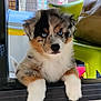 puppy, dog, blue_eyes, fluffy, indoor, chair, plastic, green_chair, wooden_floor, curious, pet, animal, young_dog, furniture, household, cute, looking, white_fur, brown_fur, black_fur