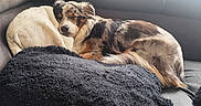 Appy participe au concours pour gagner de l'argent avec cette photo : dog, puppy, sleeping, resting, curled_up, tri_color, fluffy, pet, couch, sofa, blanket, pillow, indoors, living_room, sunlight, window, cozy, relaxed, animal, portrait