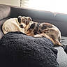 dog, puppy, sleeping, resting, curled_up, tri_color, fluffy, pet, couch, sofa, blanket, pillow, indoors, living_room, sunlight, window, cozy, relaxed, animal, portrait