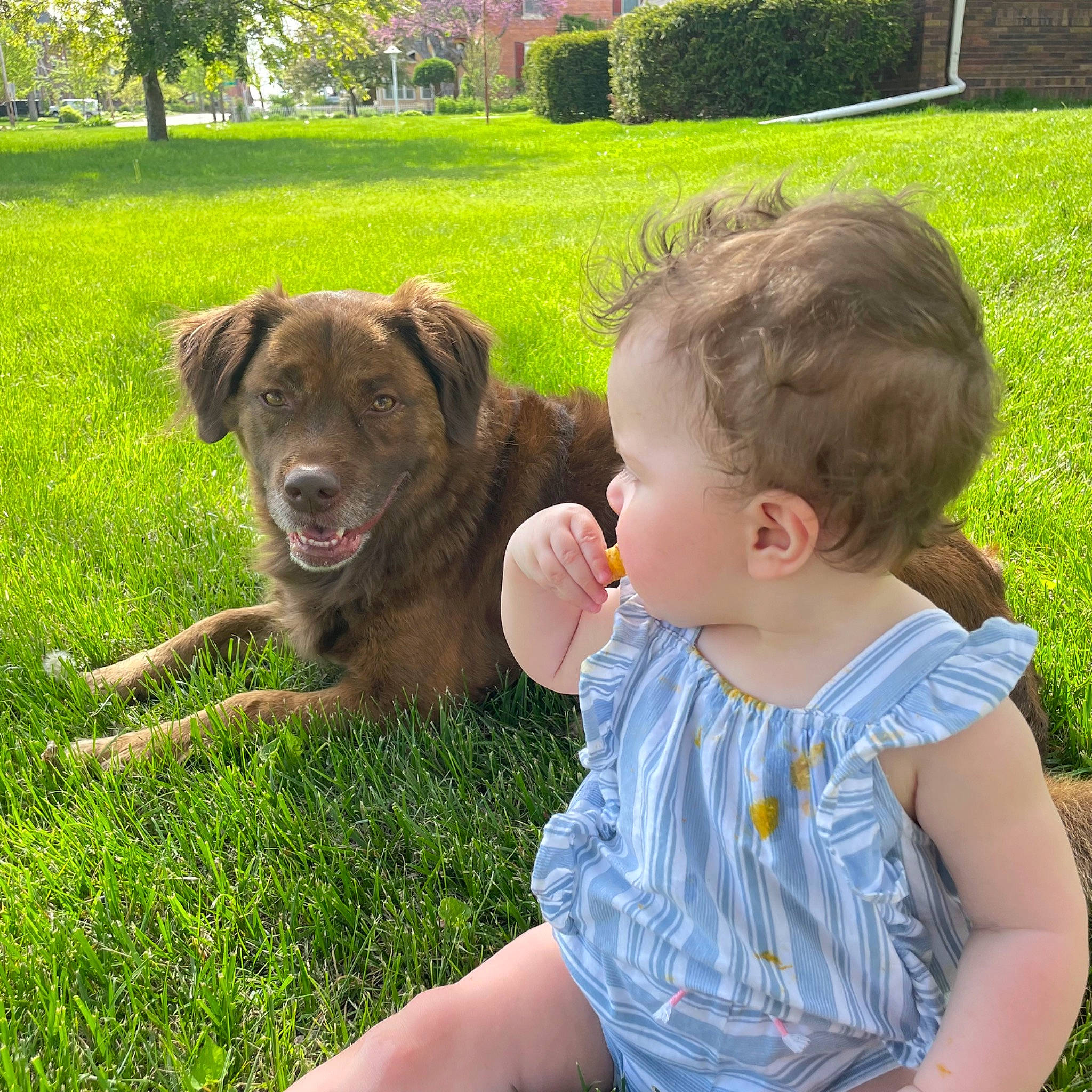 Scarlett joined the competition — help win amazing prizes! baby, baby_toddler_clothing, carnivore, companion_dog, dog, dog_breed, fawn, fun, grass, grass_family, green, happy, lawn, leaf, leisure, people_in_nature, person, plant, toddler, tree