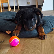 Ares a rejoint le concours — aidez-le/la à gagner de superbes lots ! dog, puppy, black_and_tan, rottweiler, lying_down, cushion, blue_cushion, toy_ball, colorful_ball, indoor, home, wooden_floor, pet, animal, portrait, close_up, front_paws, floppy_ears, brown_markings, cute