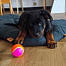 dog, puppy, black_and_tan, rottweiler, lying_down, cushion, blue_cushion, toy_ball, colorful_ball, indoor, home, wooden_floor, pet, animal, portrait, close_up, front_paws, floppy_ears, brown_markings, cute