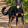 dog, black_and_tan, doberman, standing, forest, trail, outdoors, portrait, tongue_out, happy, alert, long_legs, collar, tail, fur, sunlight, bokeh, trees, nature, walking_path