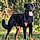 Ares