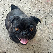 Niko is registered to the contest to win money with this photo: dog, pug, black_dog, tongue_out, looking_up, pet, animal, close_up, concrete_floor, outdoor, cute, happy, small_dog, canine, friendly, smiling, fur, ears, eyes, adorable