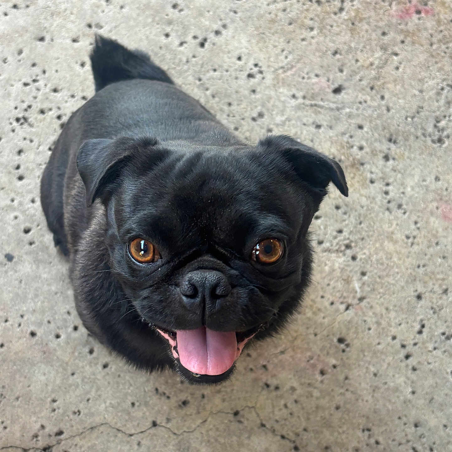 Niko is registered to the contest to win money with this photo: dog, pug, black_dog, tongue_out, looking_up, pet, animal, close_up, concrete_floor, outdoor, cute, happy, small_dog, canine, friendly, smiling, fur, ears, eyes, adorable